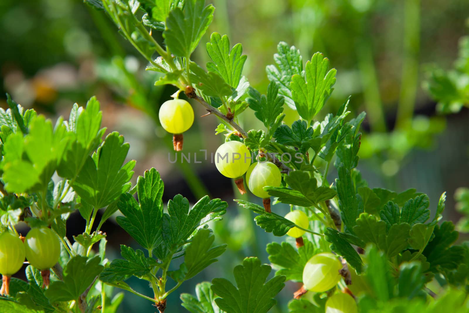Gooseberries on a branch