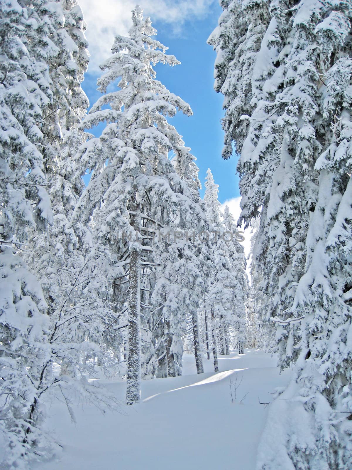 white winter landscape with snowy trees