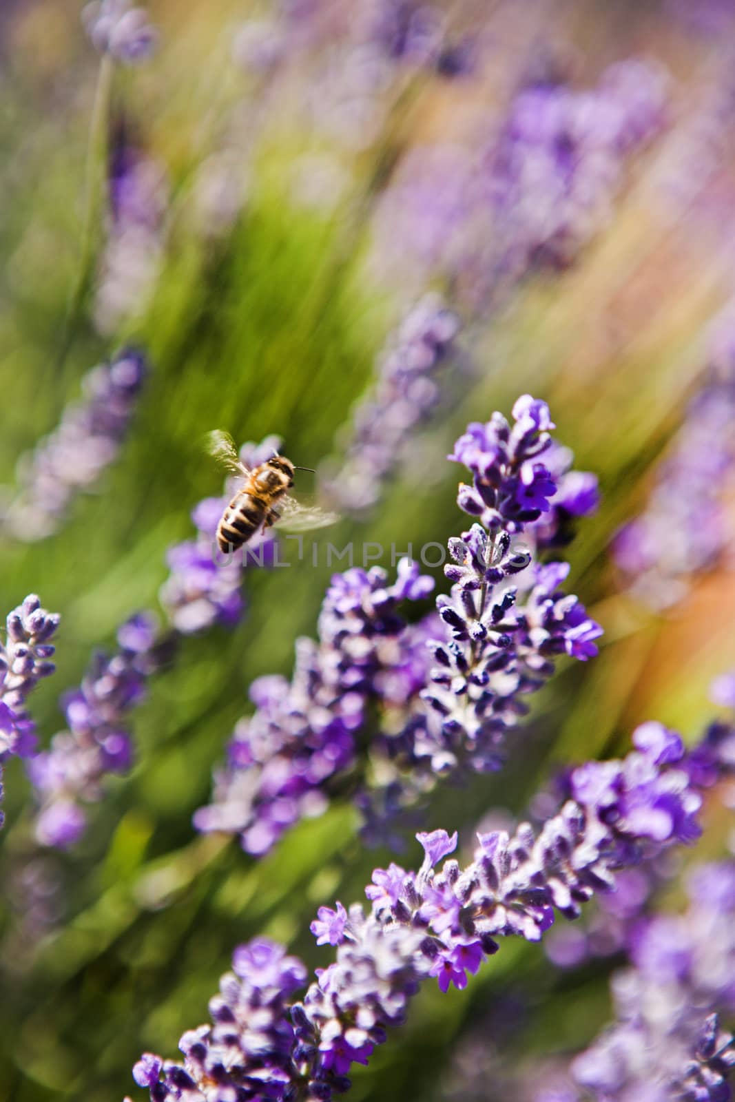 Honey bee foraging for pollen and nectar on purple lavender flowers with shallow dof