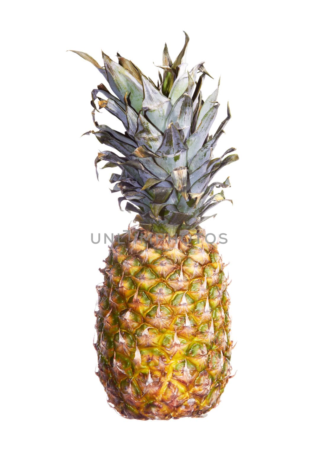 Pineapple by Novic