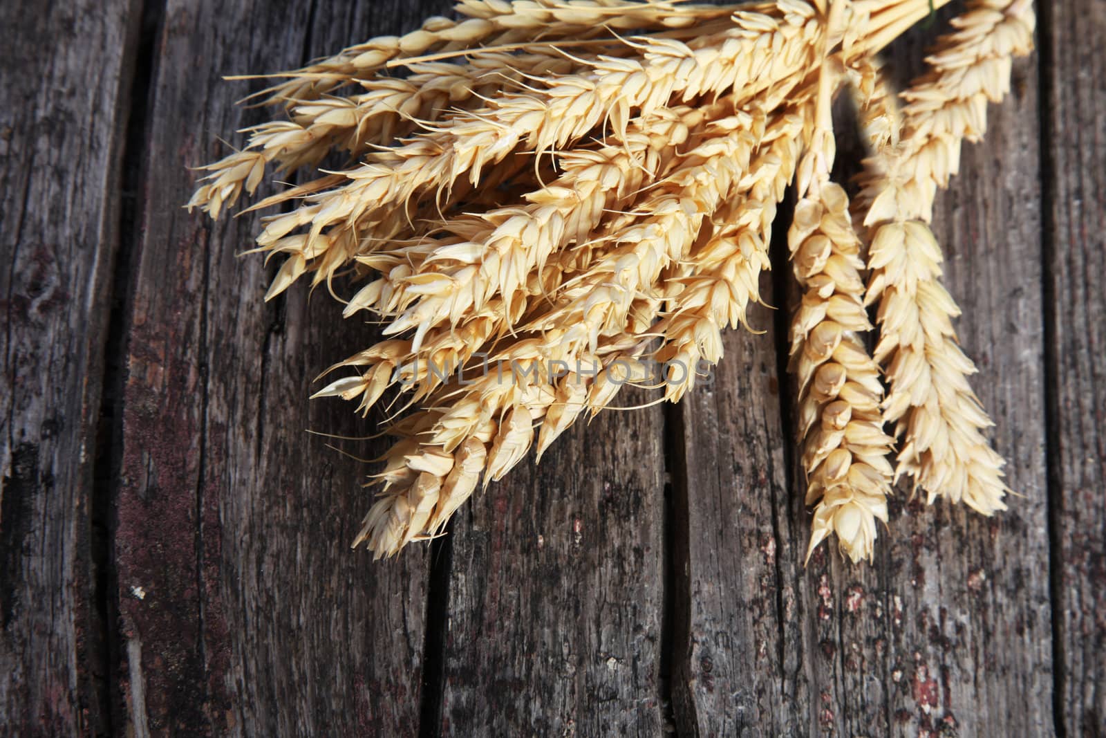 Bunch of ripe golden ears of wheat on an old weathered cracked wood background