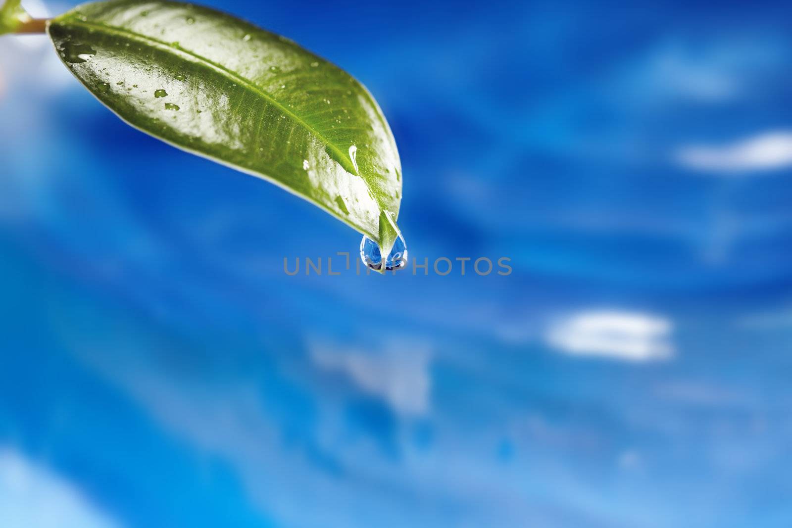 Close-up photo of the wet leaf with water drop on a blue liquid background. Natural colors. Shallow depth of field added by macro lens for natural view