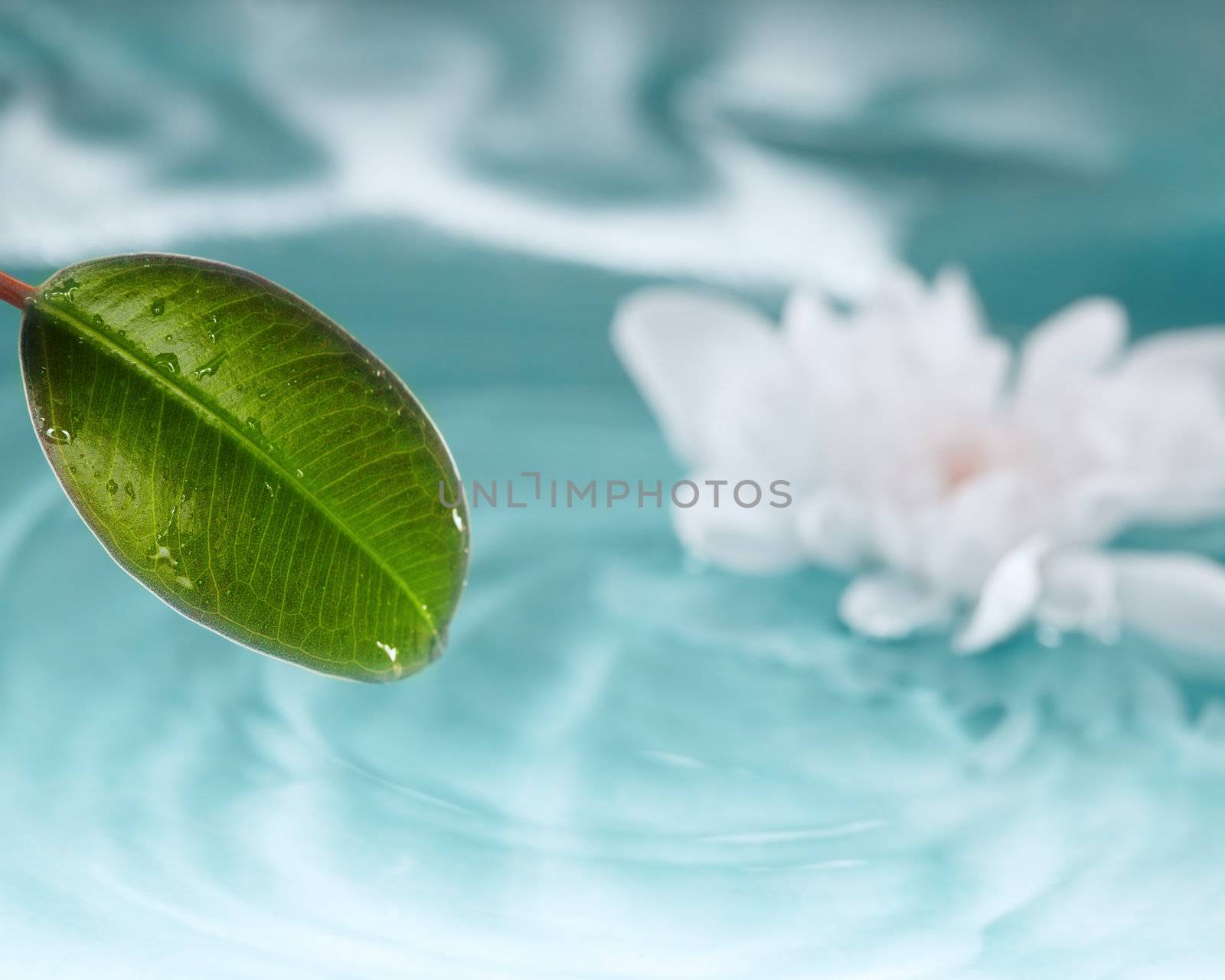 Close-up photo of the leaf at the defocused background of water and flower. Natural light