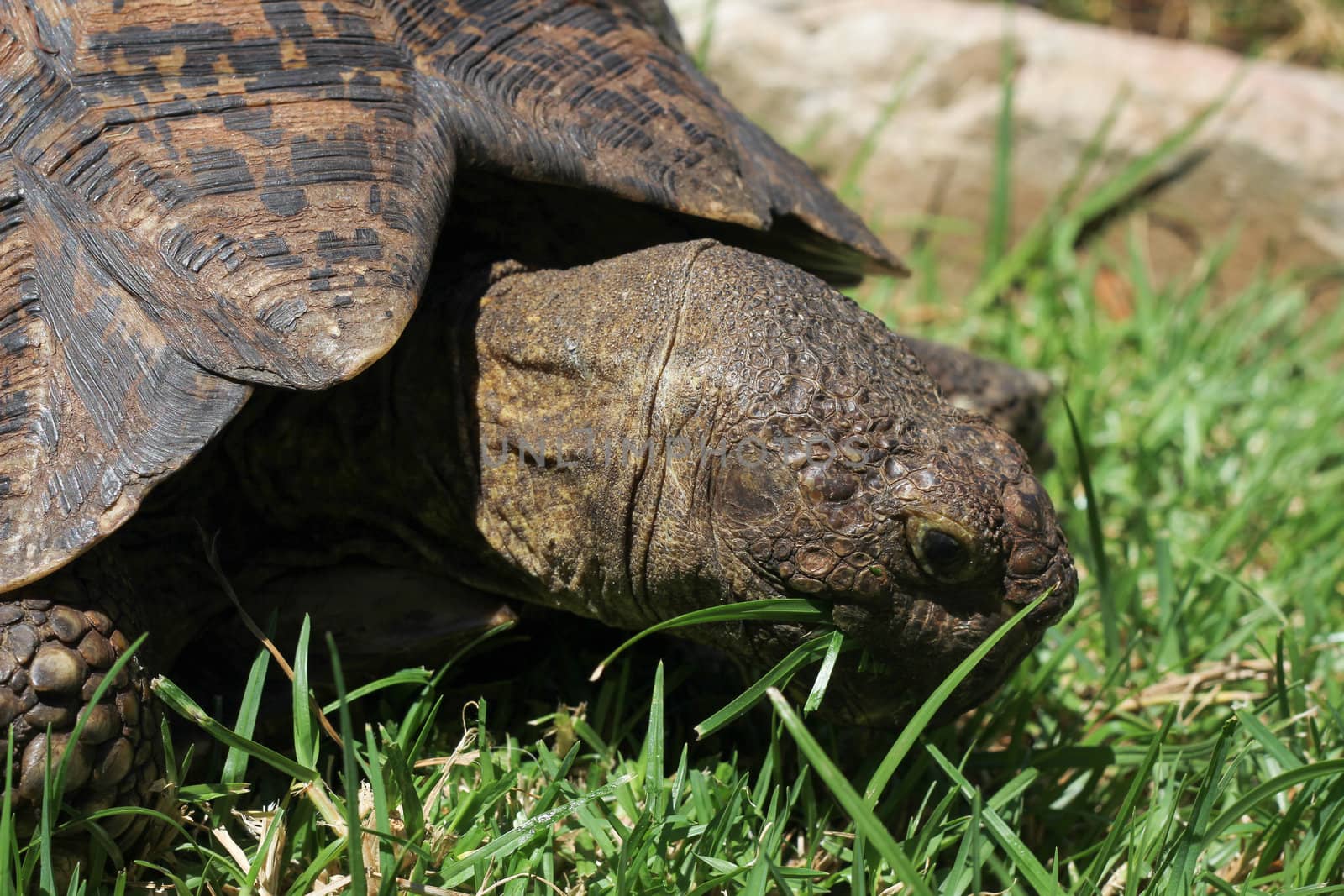 Head of turtle eating grass