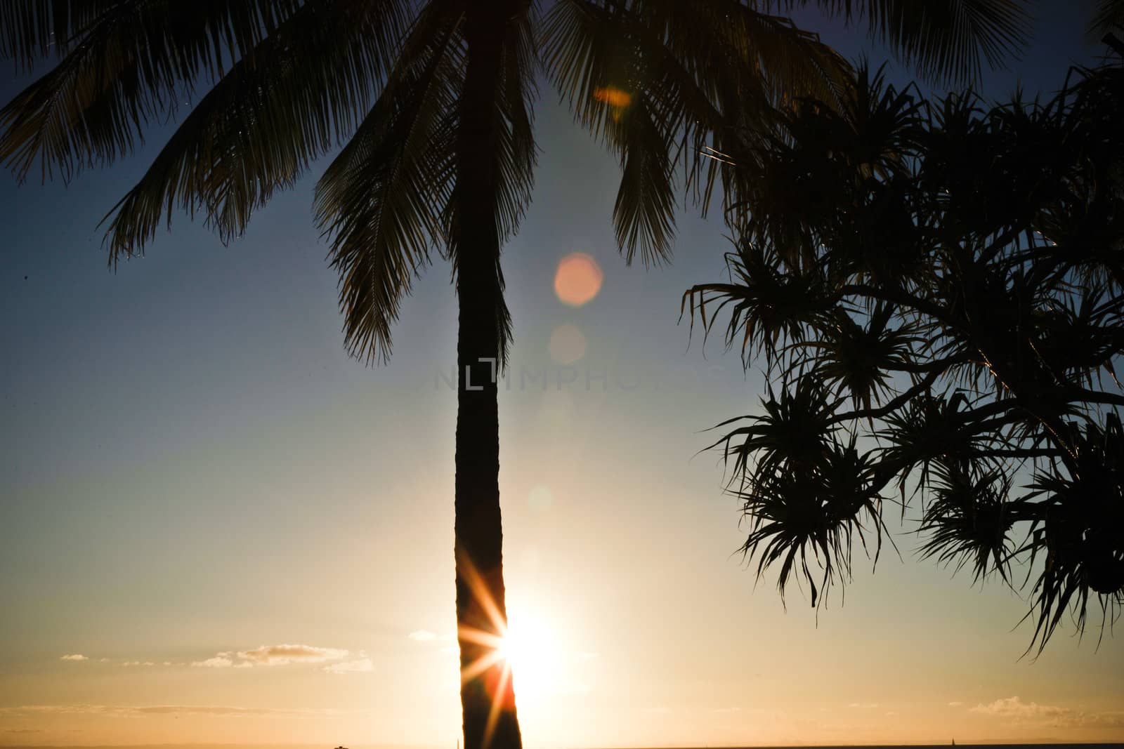 Sunset and palm tree by jrstock