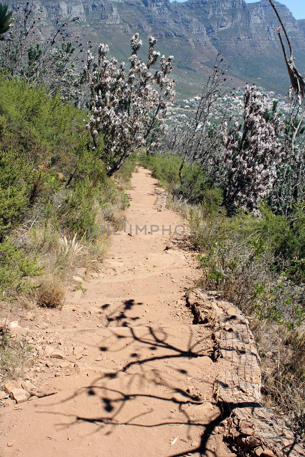 Hiking Path on table Mountain,, Cape Town South Africa