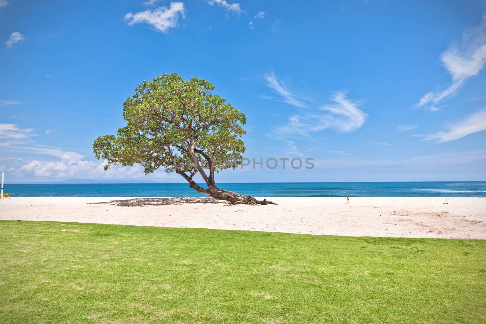 One green tree growing on a deserted beach