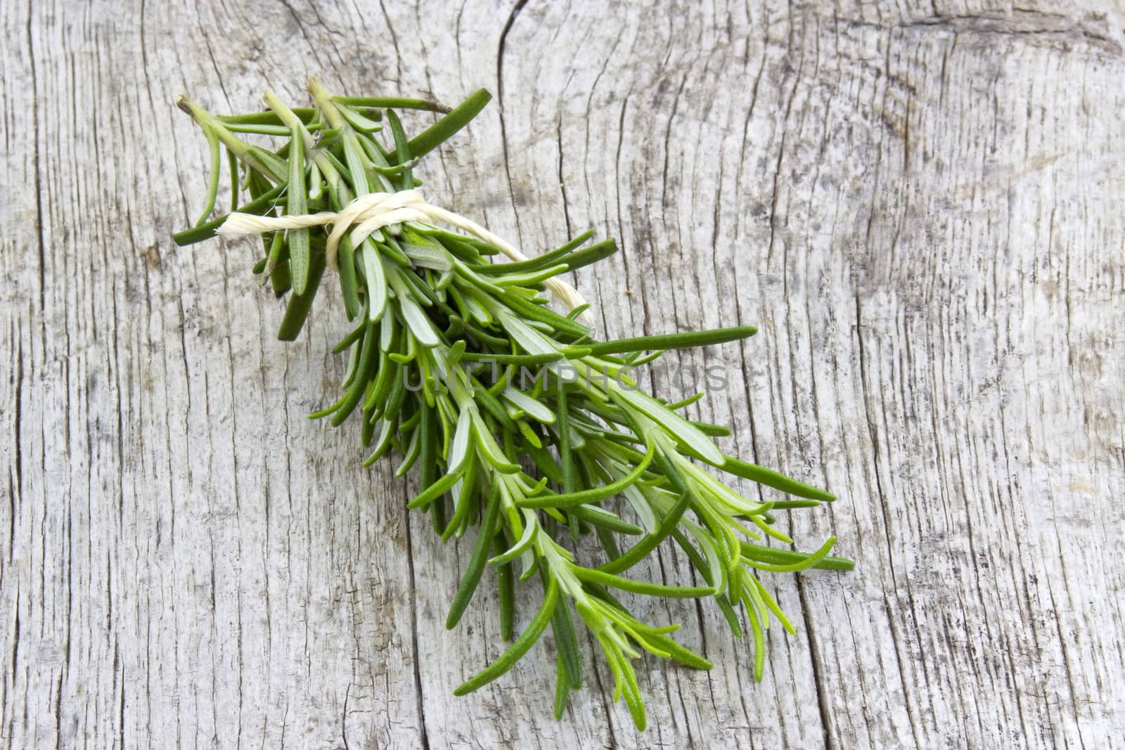 fresh rosemary (Rosmarinus officinalis)