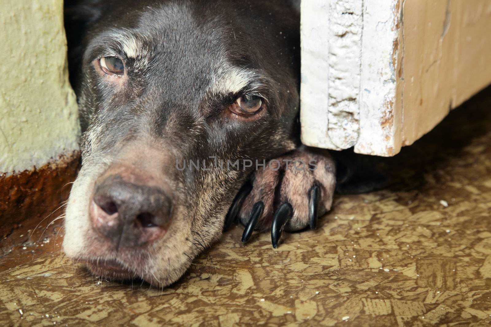 Sad tired dog laying indoors. Horizontal close-up photo