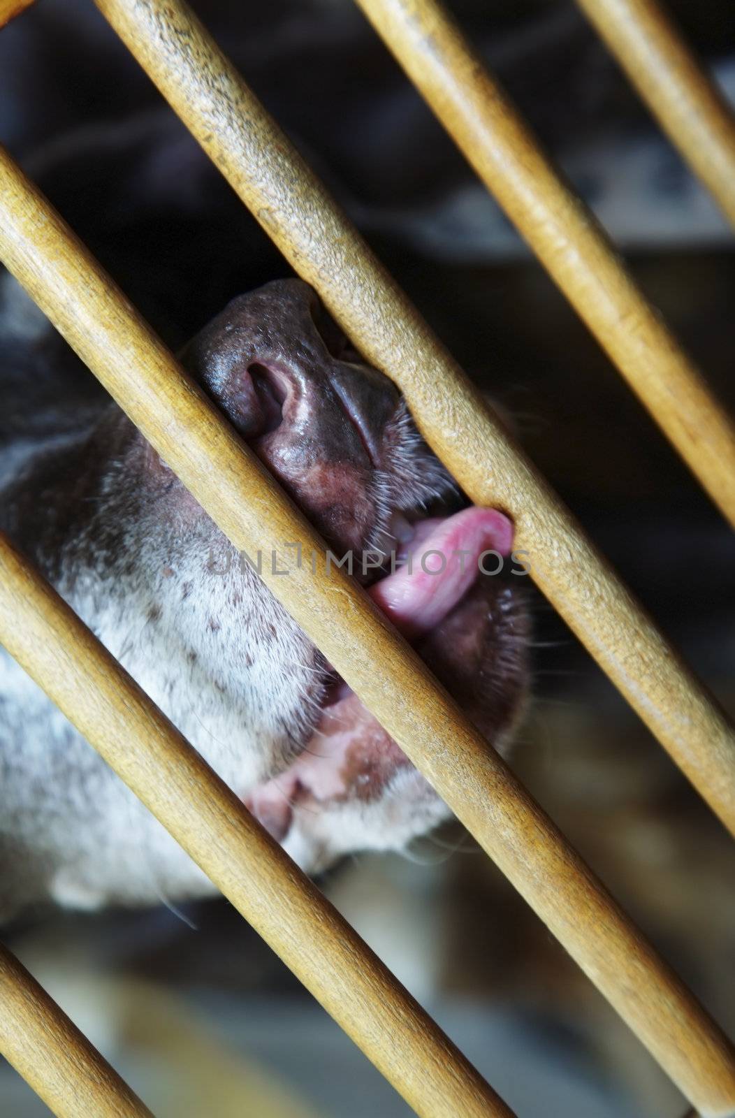 Close-up photo of the dog behind the cage