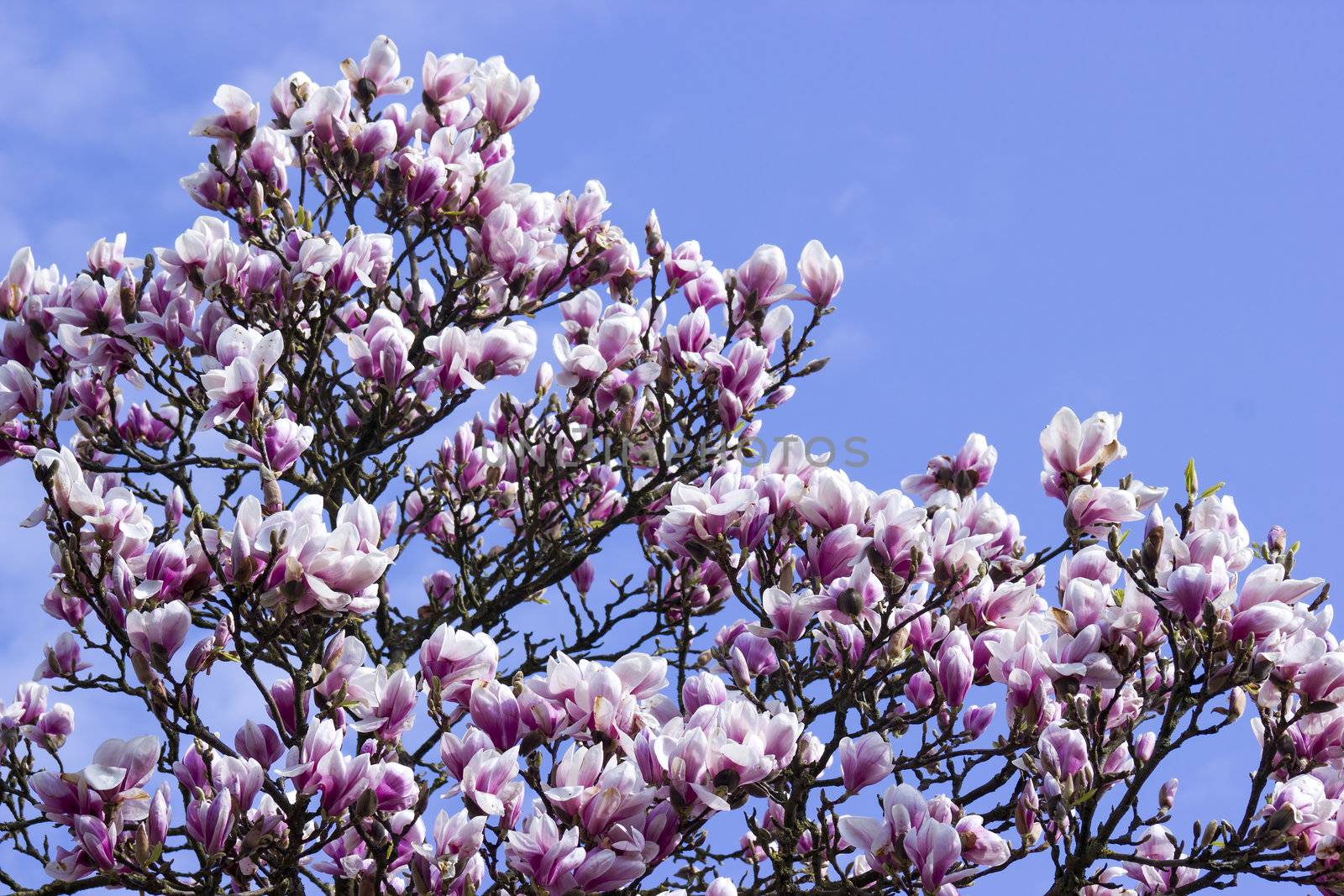 blooming magnolia tree