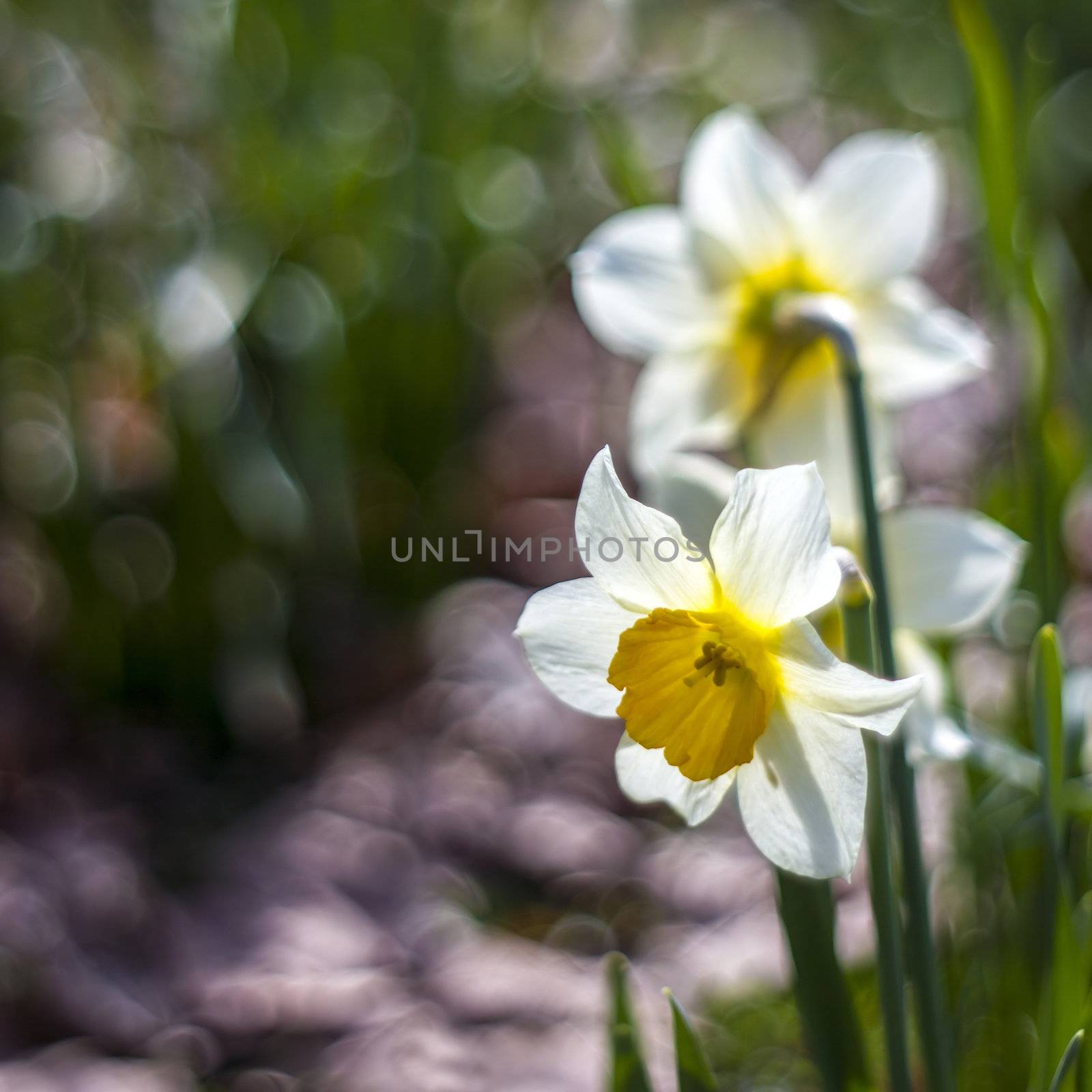 Close up of white daffodils  by miradrozdowski