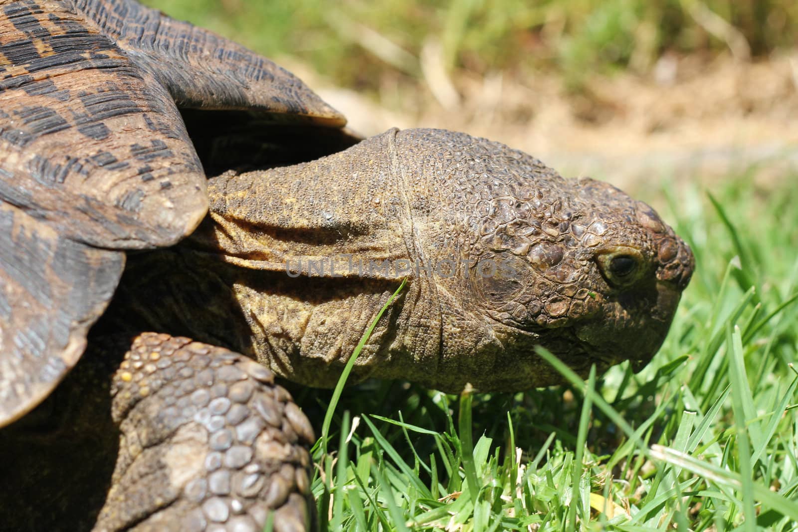 Head of turtle eating grass