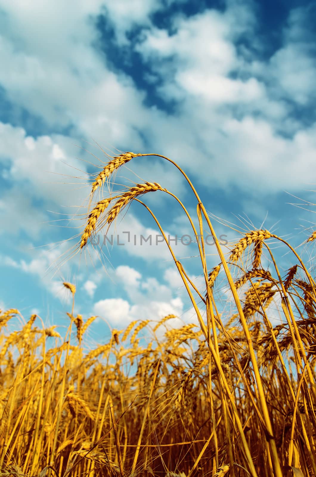 wheat field and cloudy sky by mycola