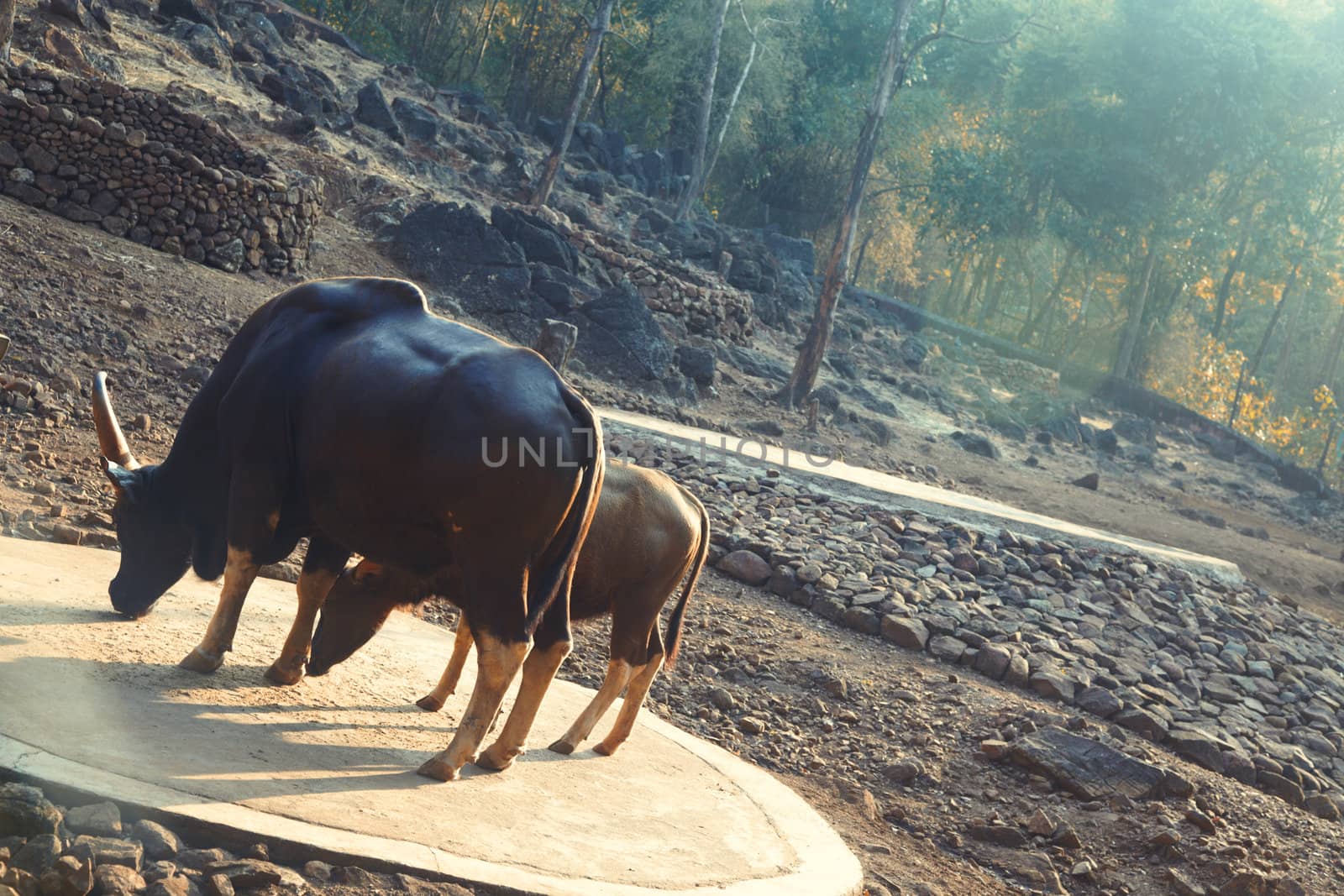 Two buffalo cows in natural reserve. Mother and child