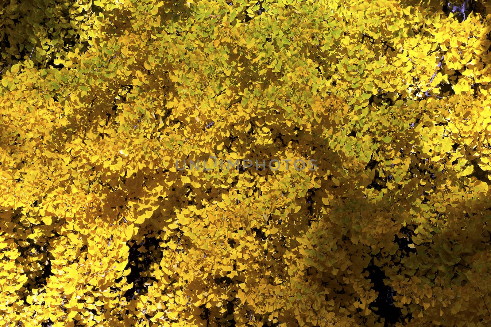 Yellow and gold Ginkgo leaves in autumn - closeup