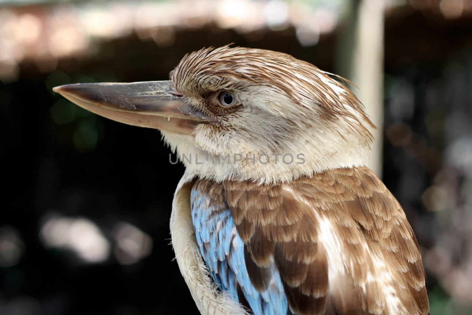 A Blue-Winged Kookaburra by dwaschnig_photo