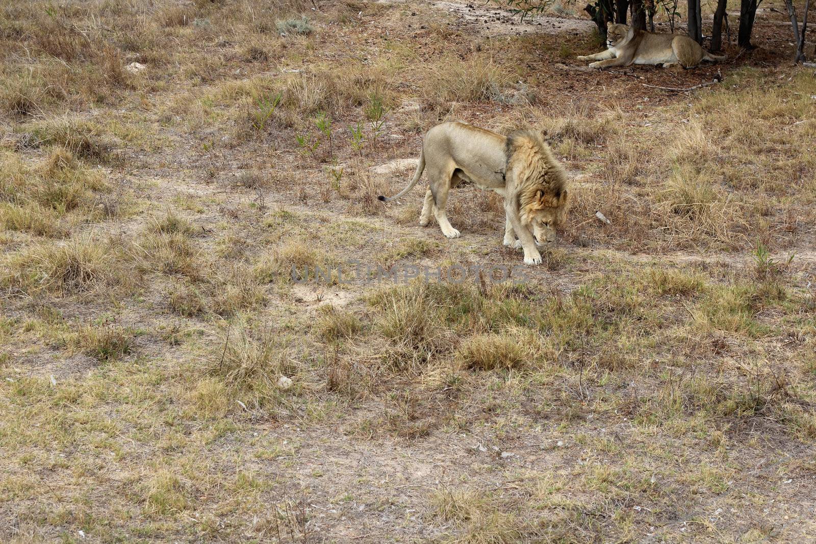 Two Lions at the cape town lion park in south africa