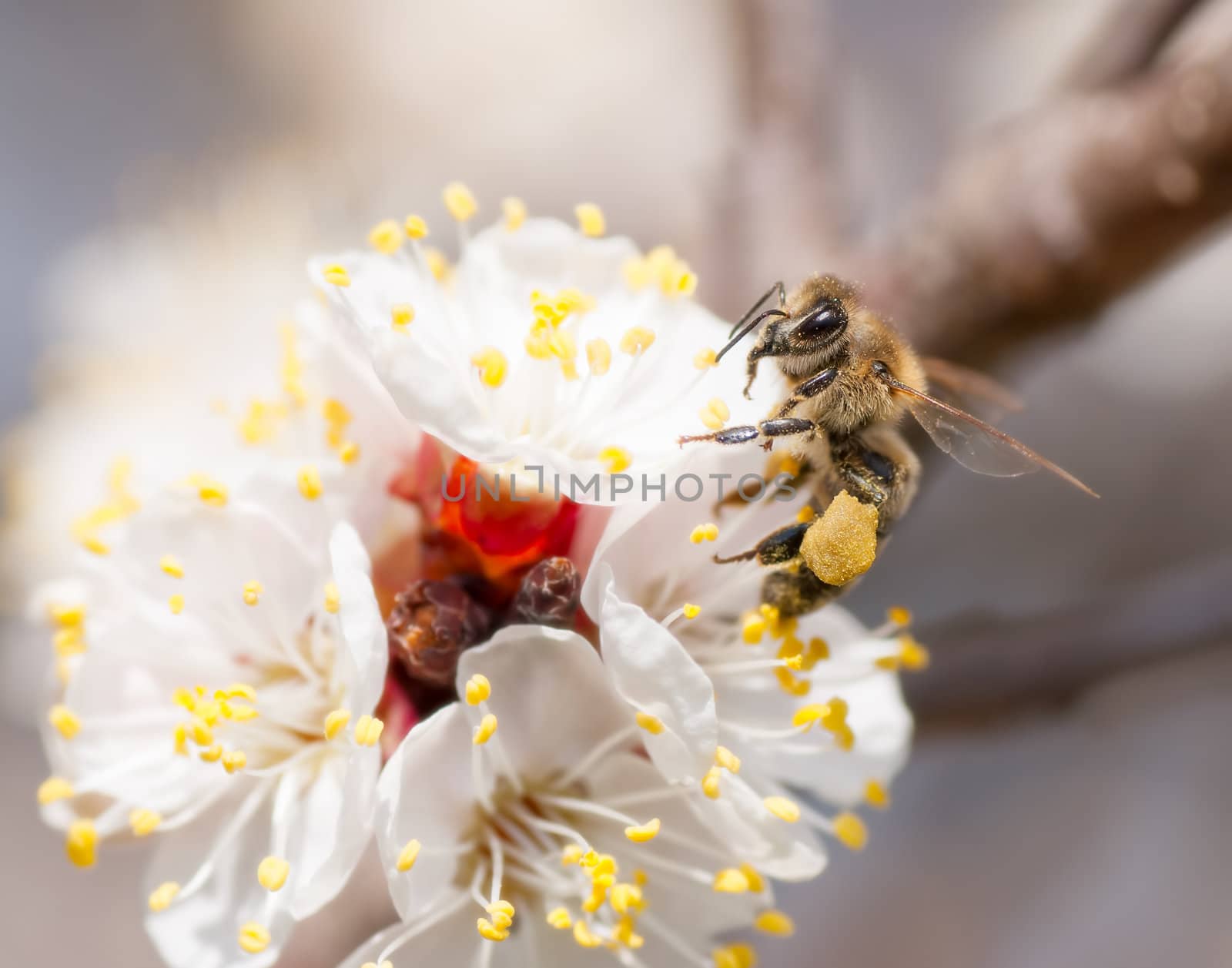 bee collects honey on a flower by Zhukow