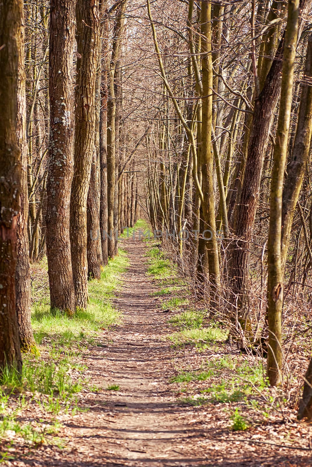 Path in the pine forest by Zhukow