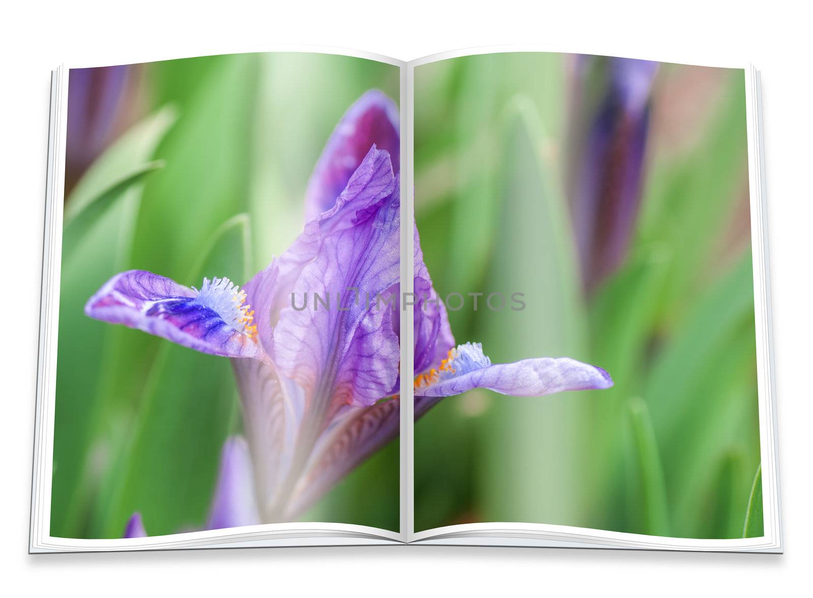 An opened  book with a picture blue irises by Zhukow