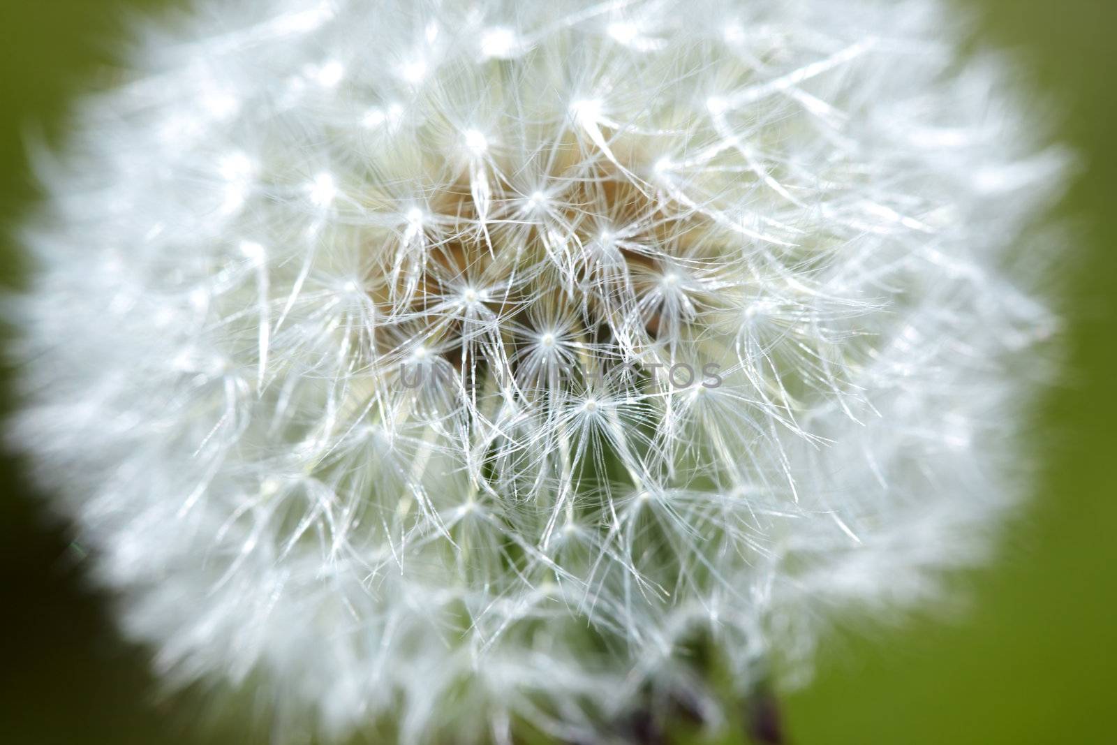 Dandelion by Novic