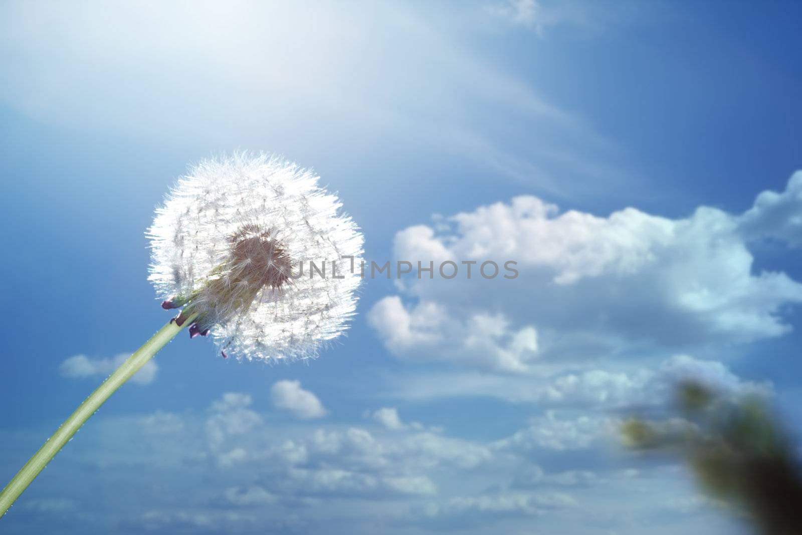 Dandelion on a sky background. Close-up photo with natural light and colors