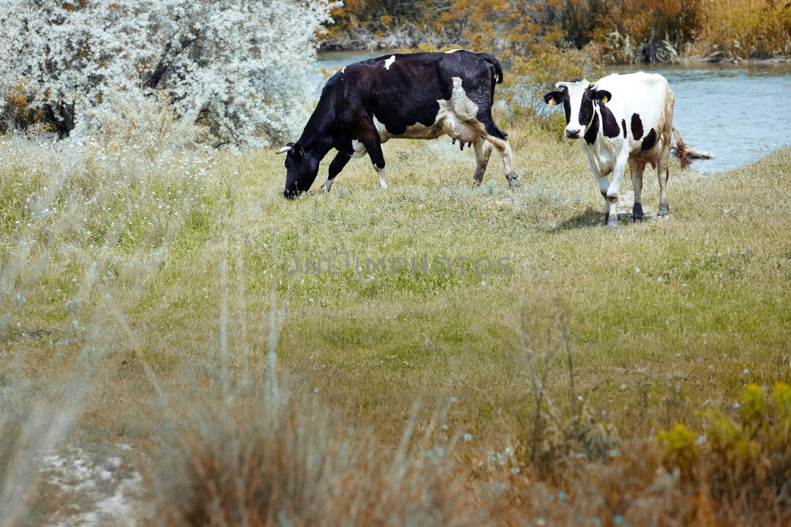 Two cows pasturing in the field. Natural light and colors