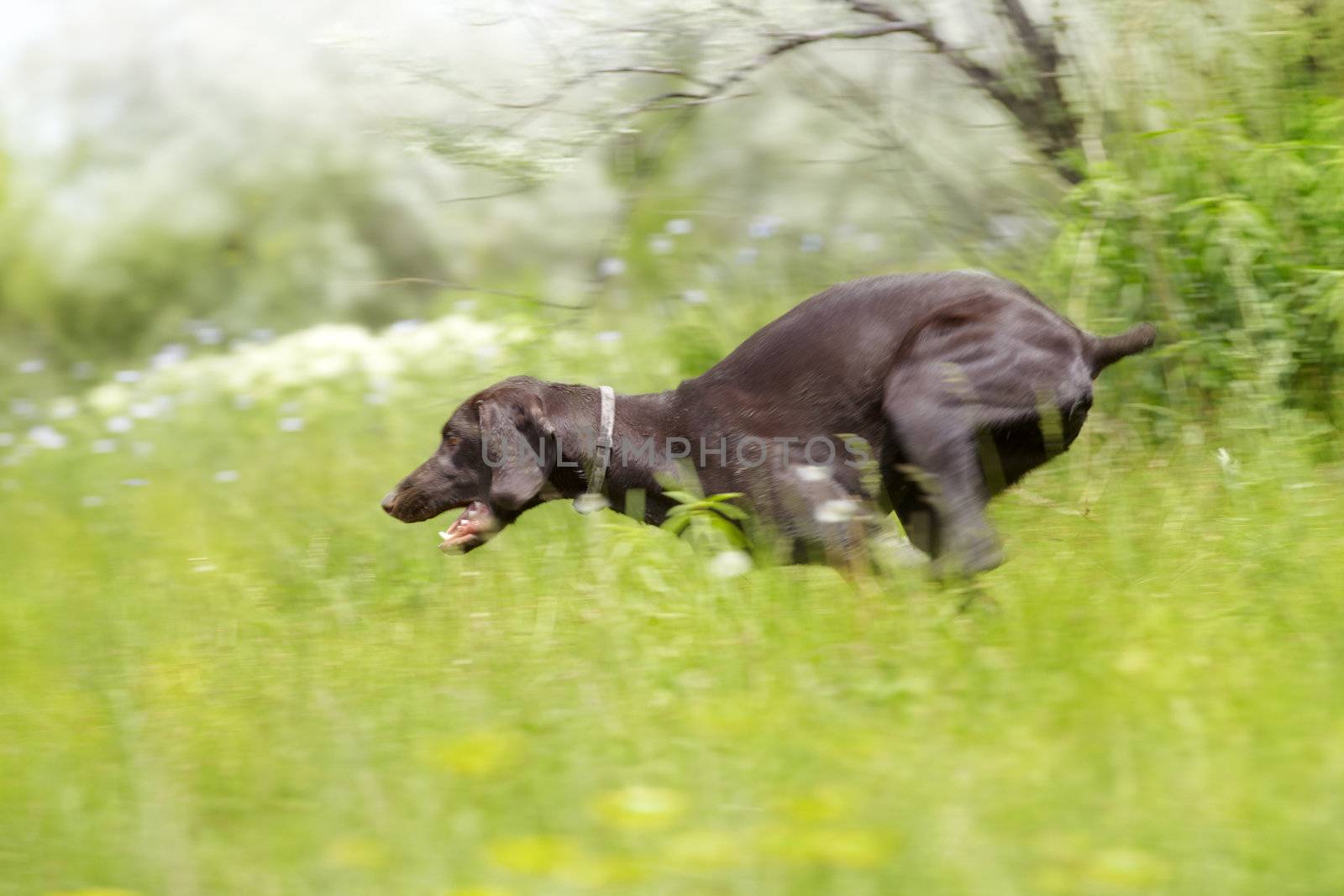 Young German short haired pointer running in the field. Natural light and colors