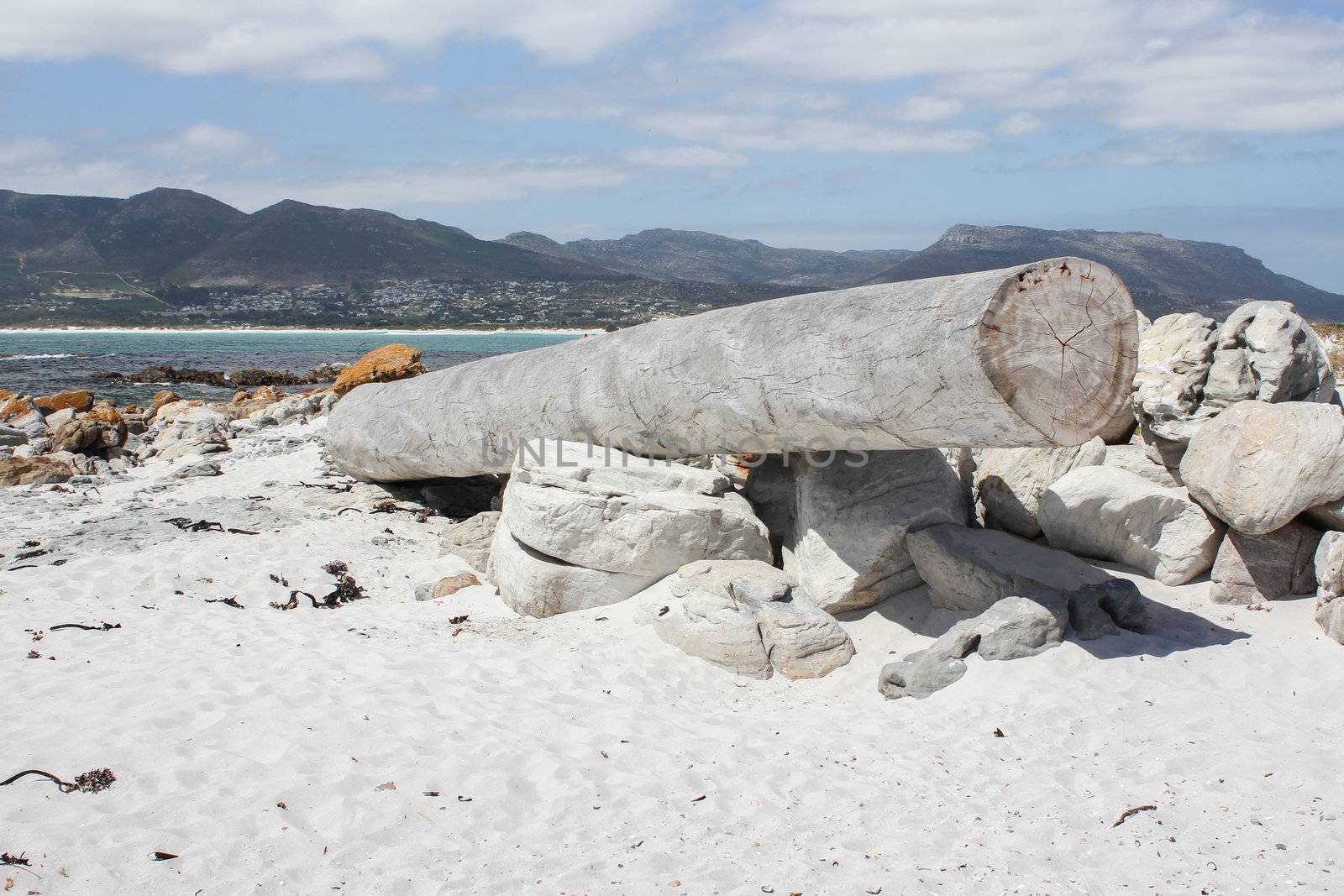 Tree trunk at the beach of Kommetjie, Cape Town, South Africa