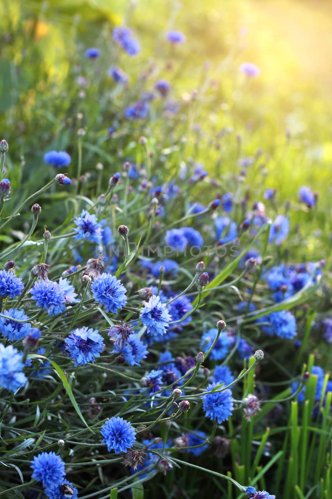 Blue cornflowers on meadow by anterovium