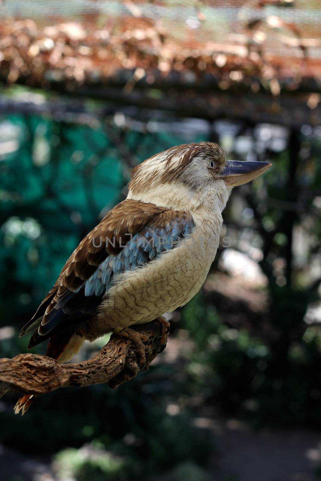 A Blue-Winged Kookaburra on a Branch at the World of Birds in Cape Town, South Africa