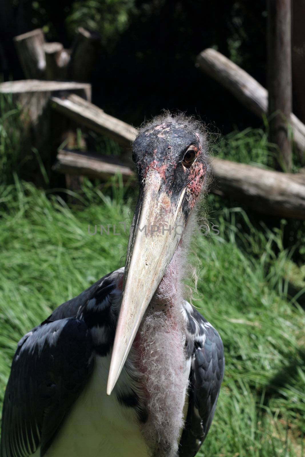 Head of a marabou stork at World of birds, Cape Town, SOuth Africa