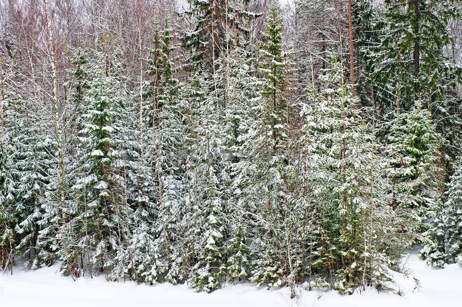 Snow-covered fir in winter forest.