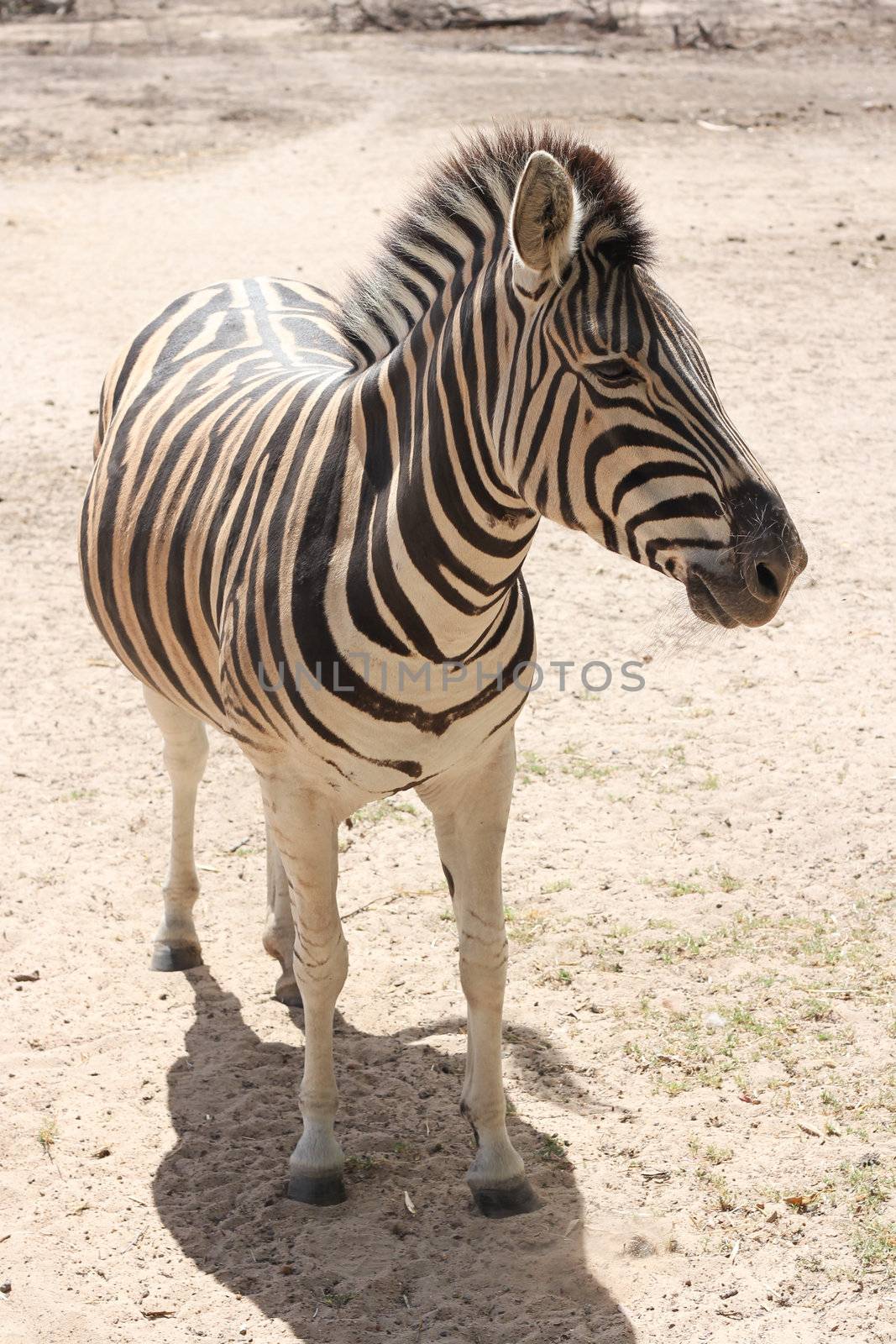Standing Zebra by dwaschnig_photo