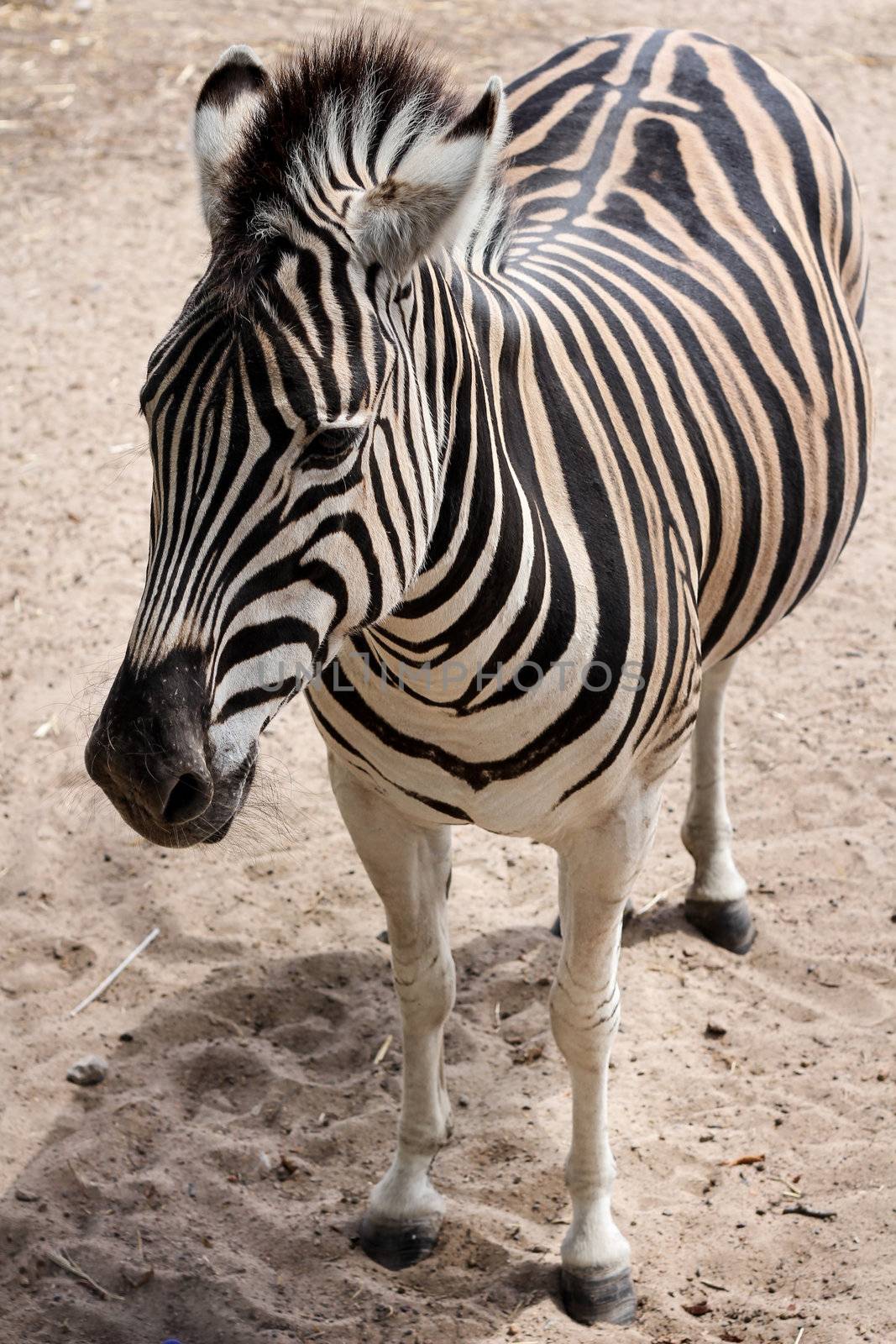 Standing Zebra from the front