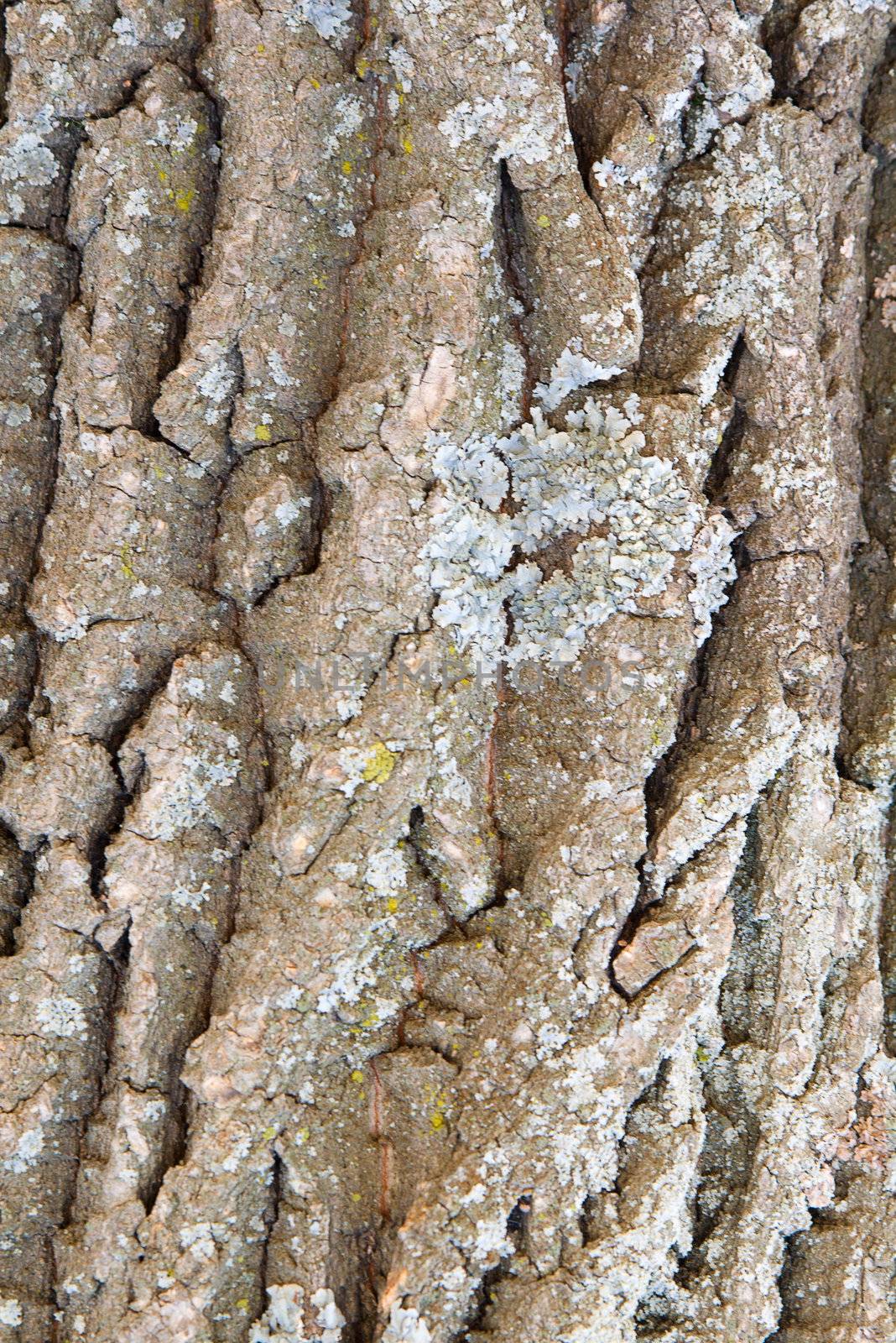 Bark of a tree a lichen