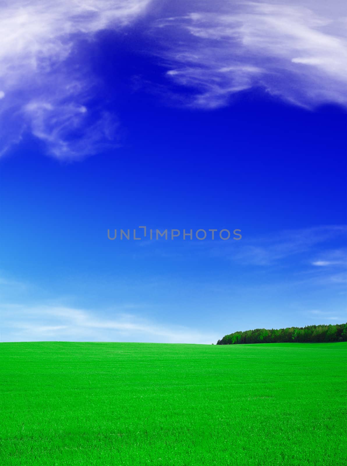 Summer landscape - blue sky and green field