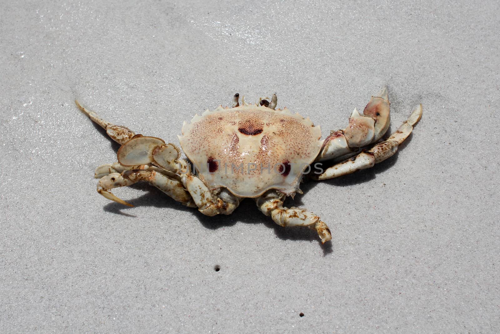 Crab on Beach by dwaschnig_photo