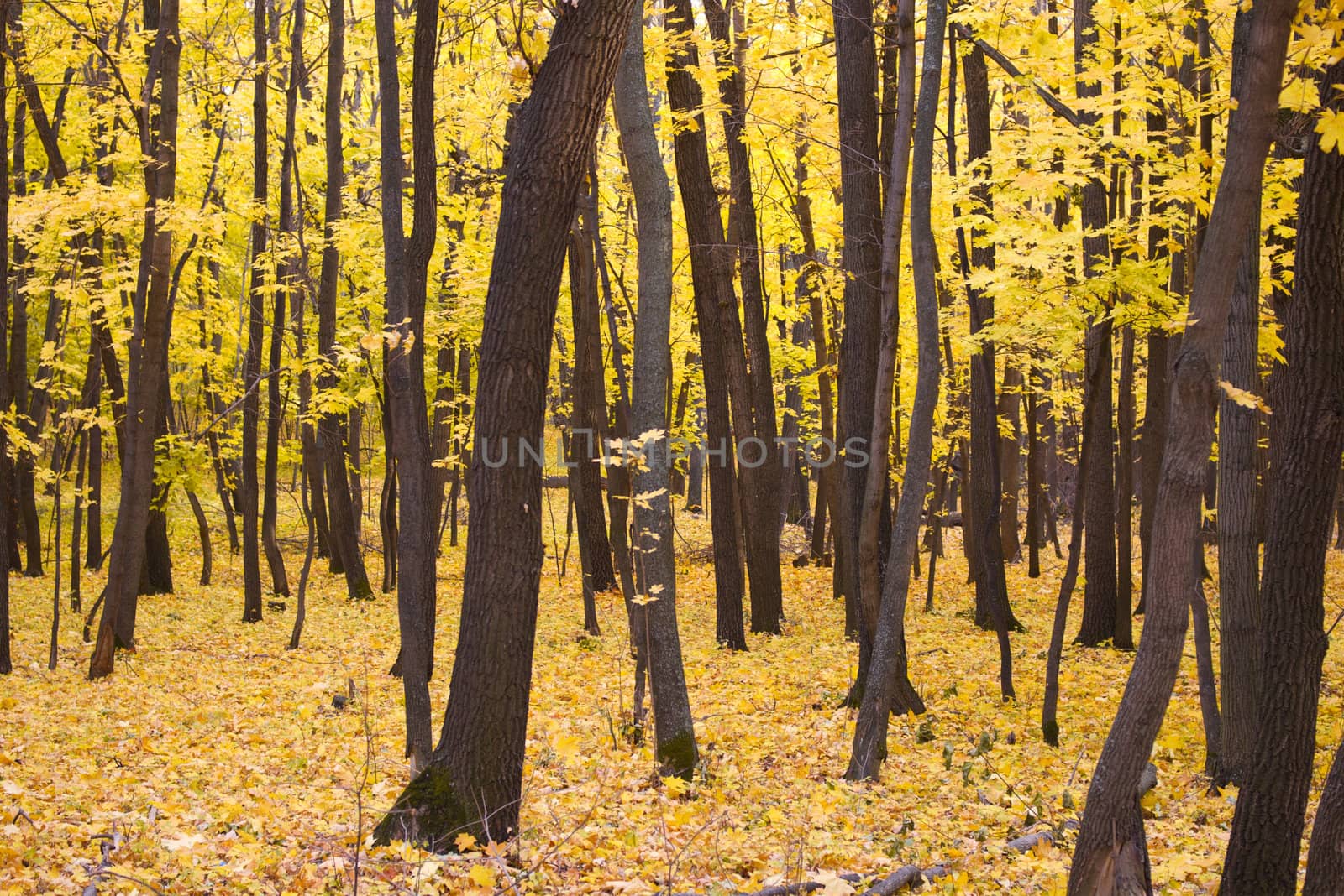 Trees with yellow leaves autumn background