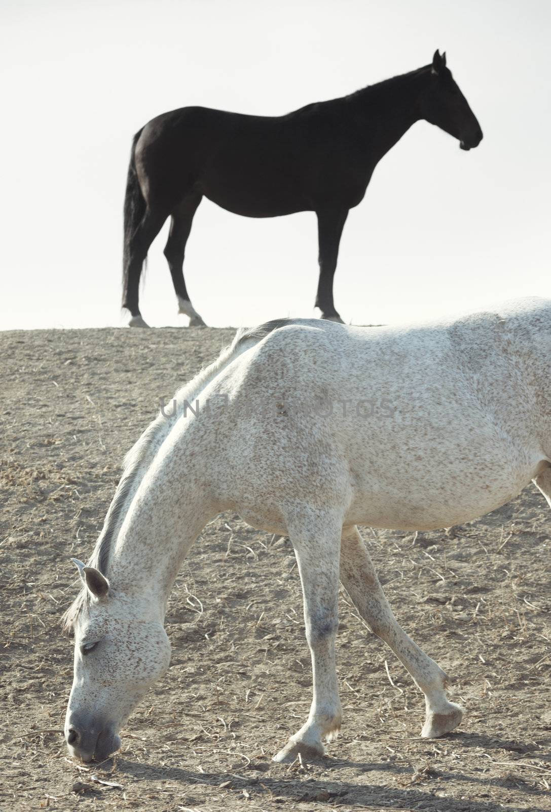 Black and white horses outdoors. Vertical photo. Natural light and colors