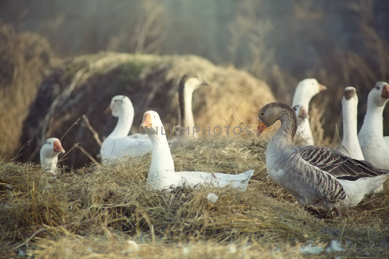 Wild ducks outdoors. Natural light and colors. Shallow depth of field added by telephoto lens for natural view