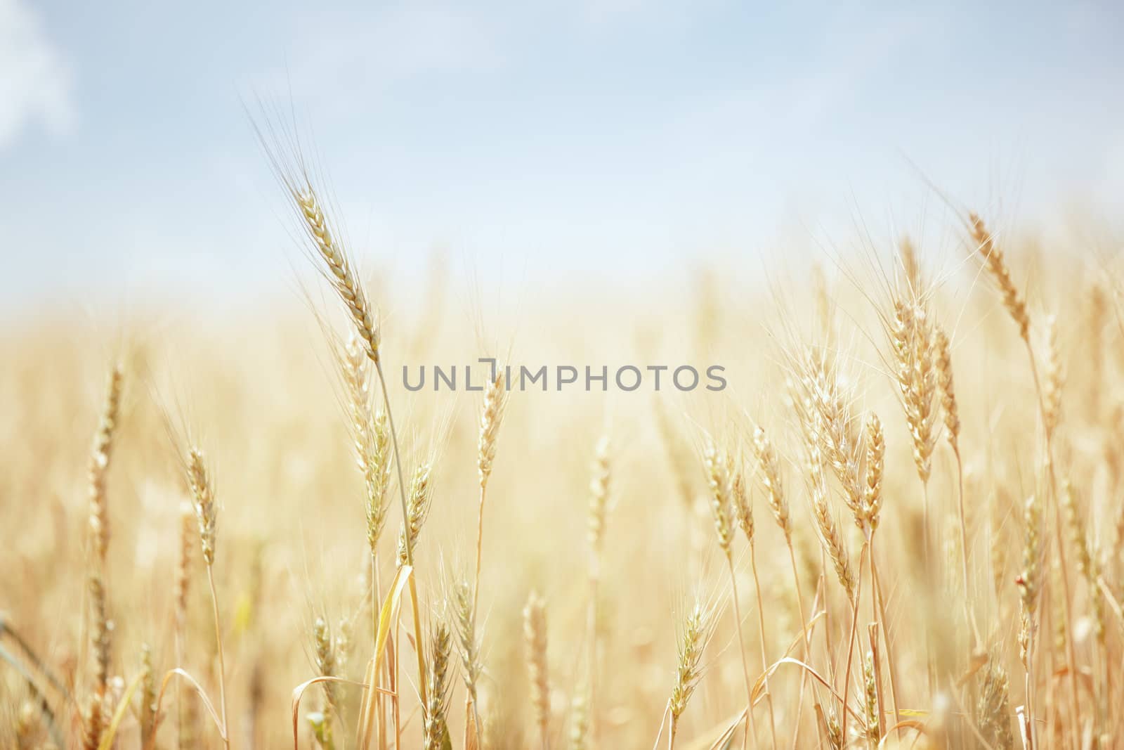 Summer field with golden wheat 