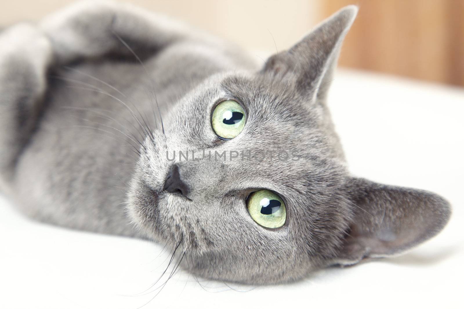 Russian blue cat laying indoors and looking up