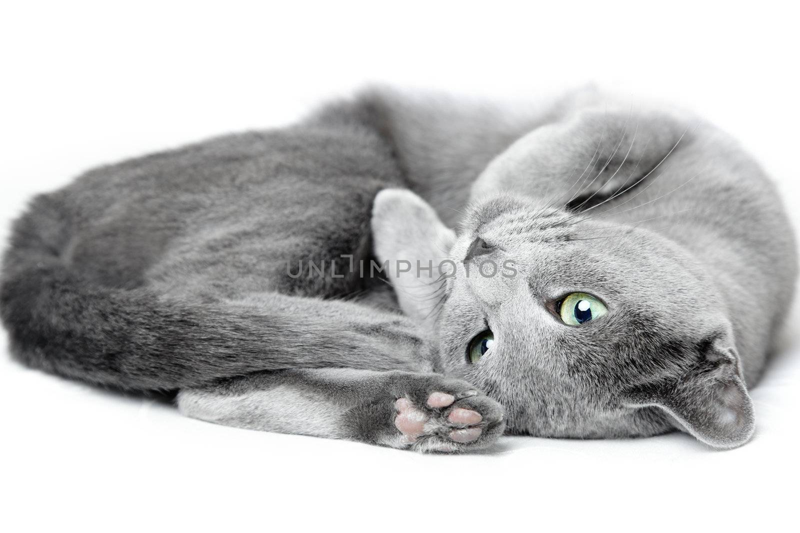 Russian blue cat by Novic