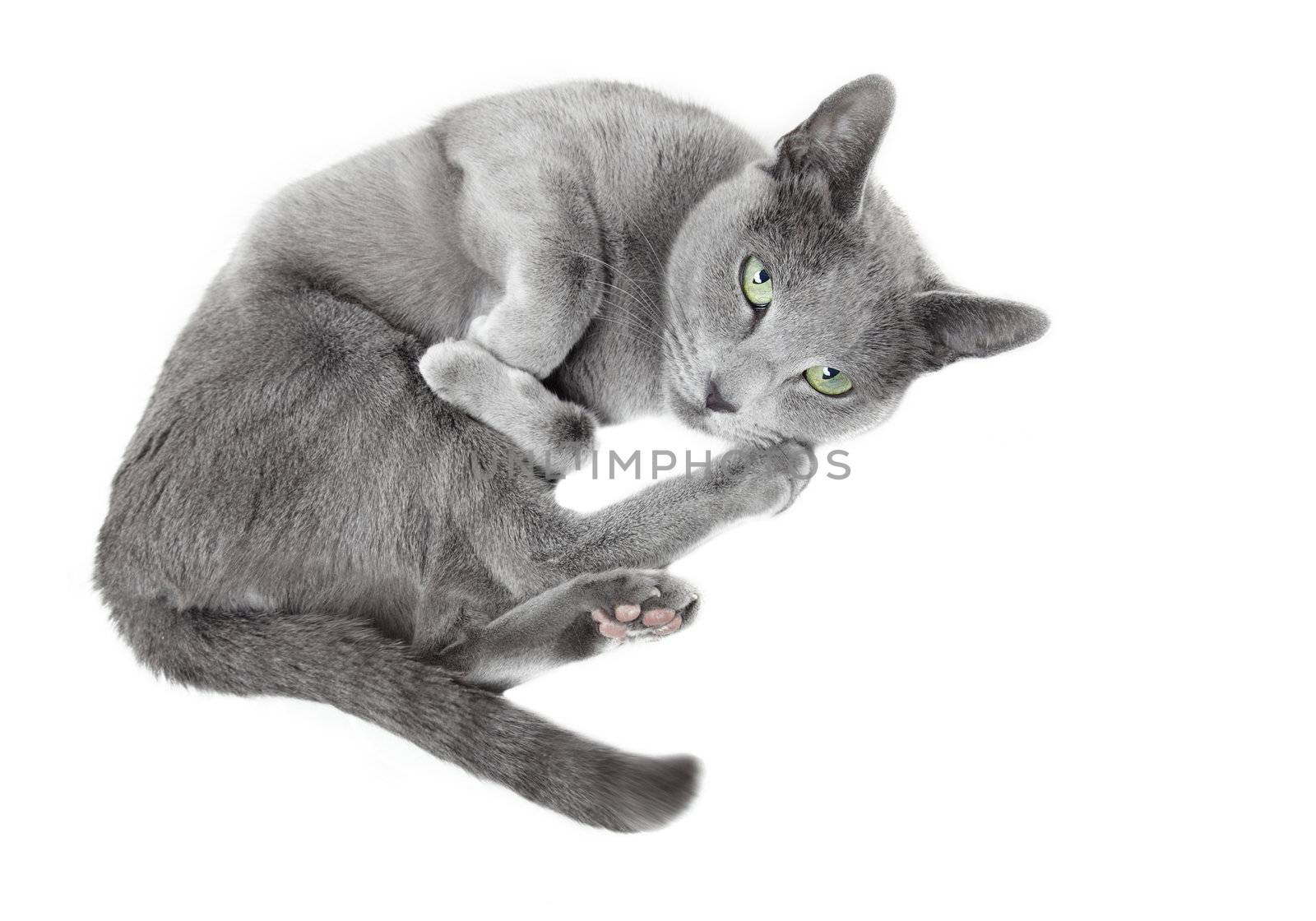 Russian blue cat laying on a white background