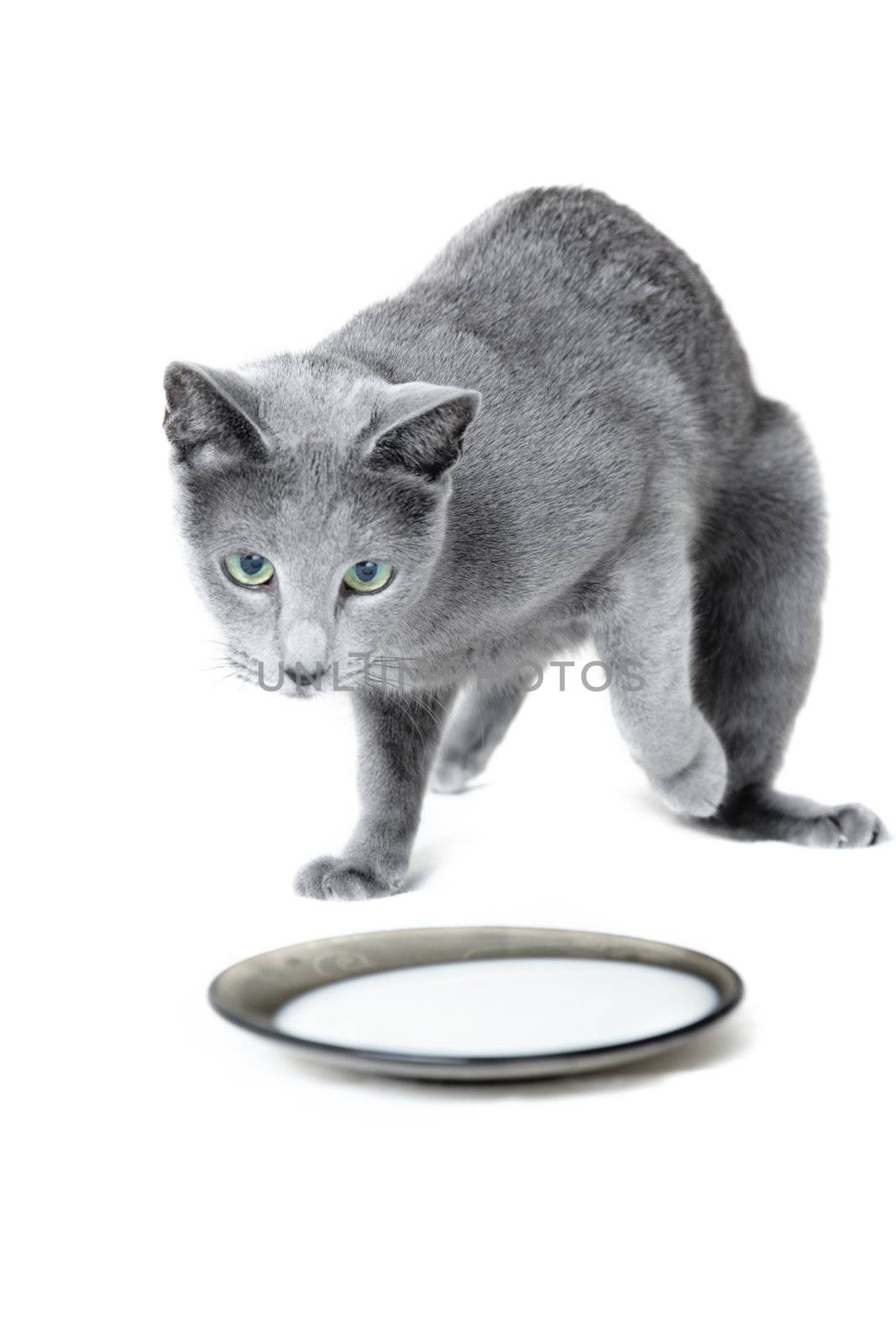 Russian blue cat near the plate with milk on a white background