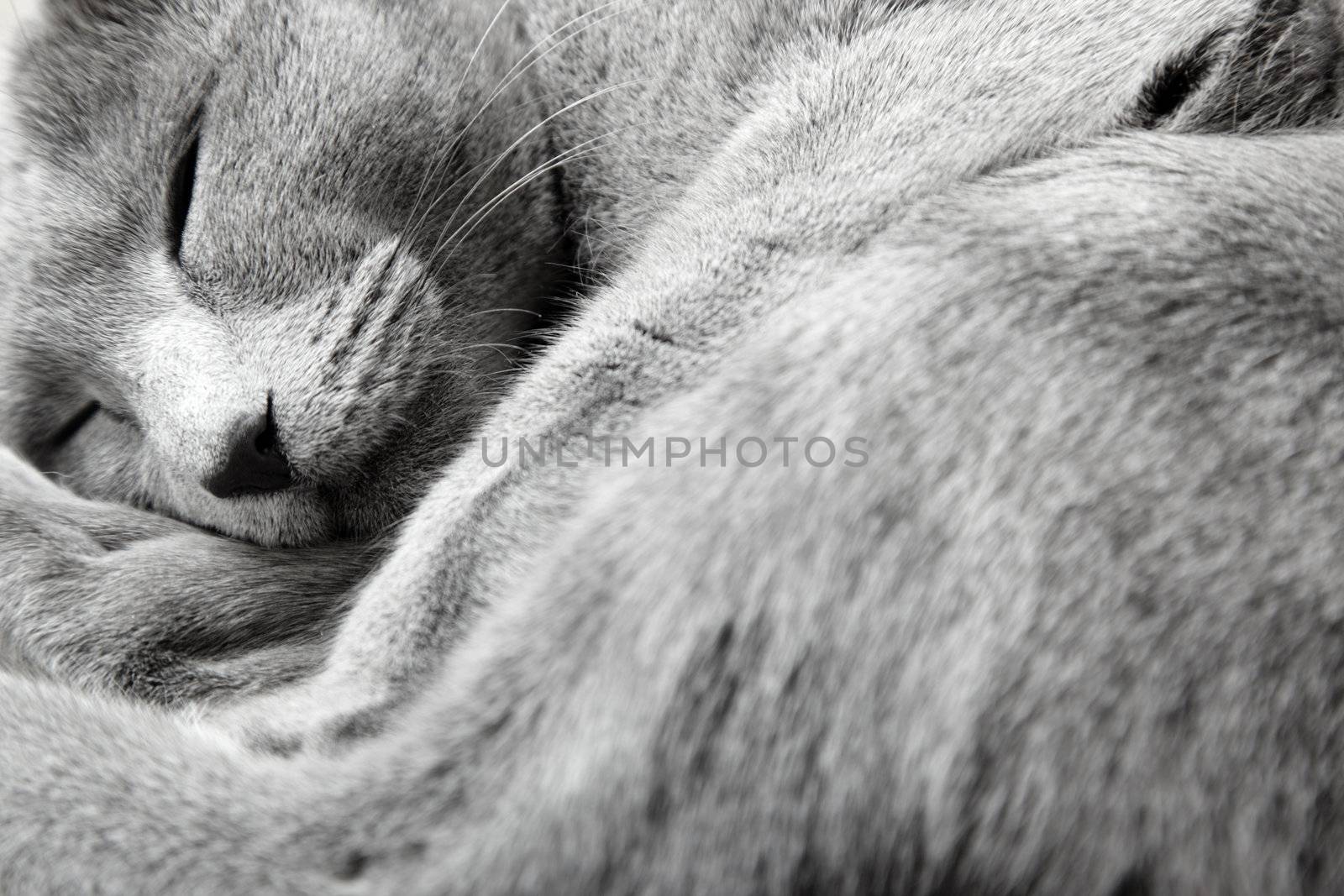 Russian blue cat sleeping indoors. Natural light and colors