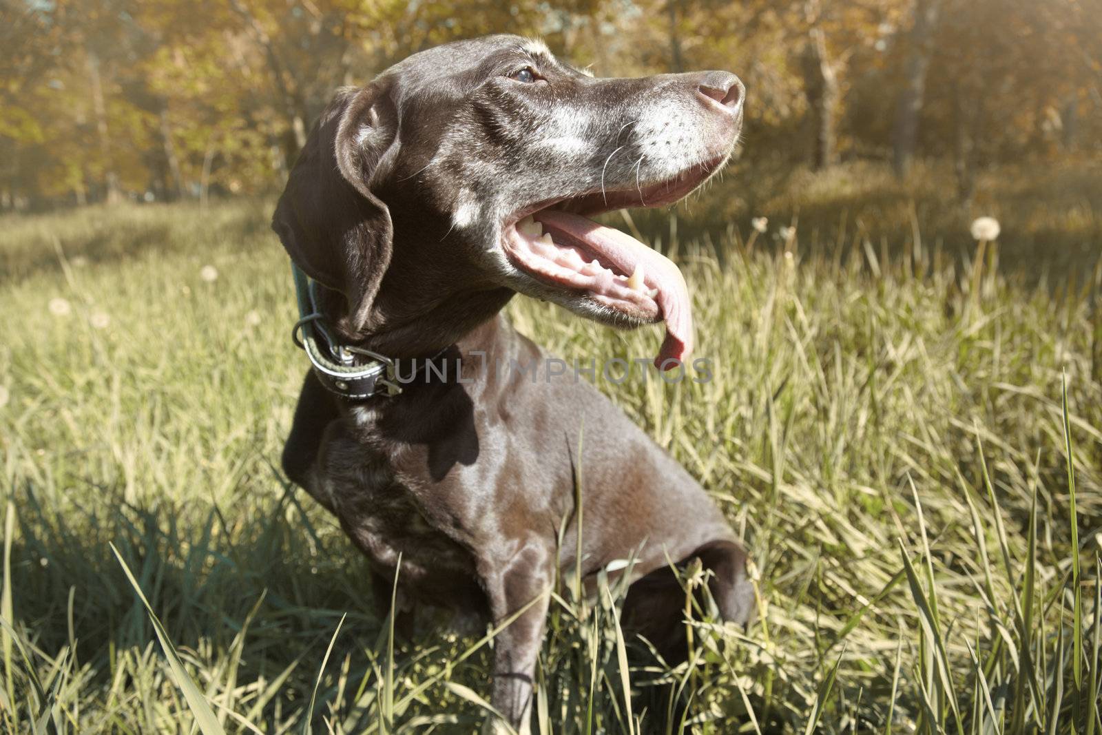 Close-up portrait of the brown dog outdoors in forest. Horizontal photo