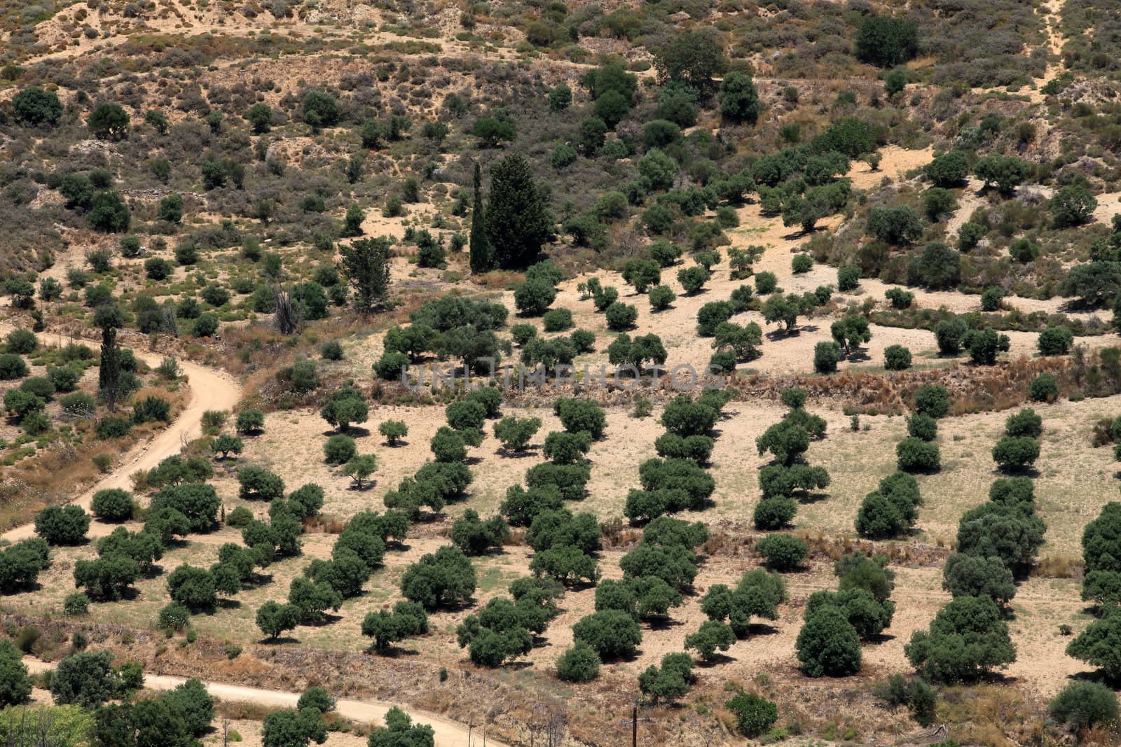 Olive groves around Kardamena as seen from the fortress Antimachia.  Kos island, Dodecanese